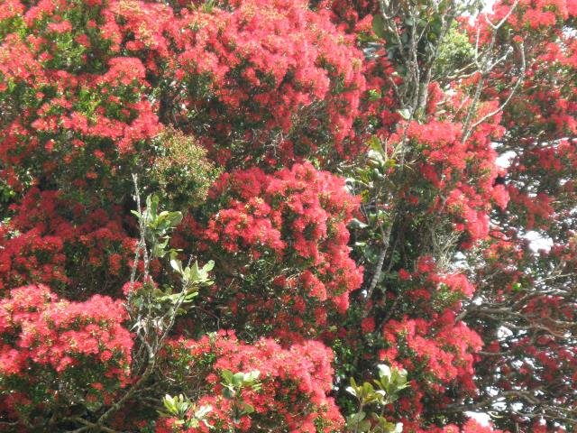 Rata in bloom, Sept. 2017- Cambridge Tree Trust